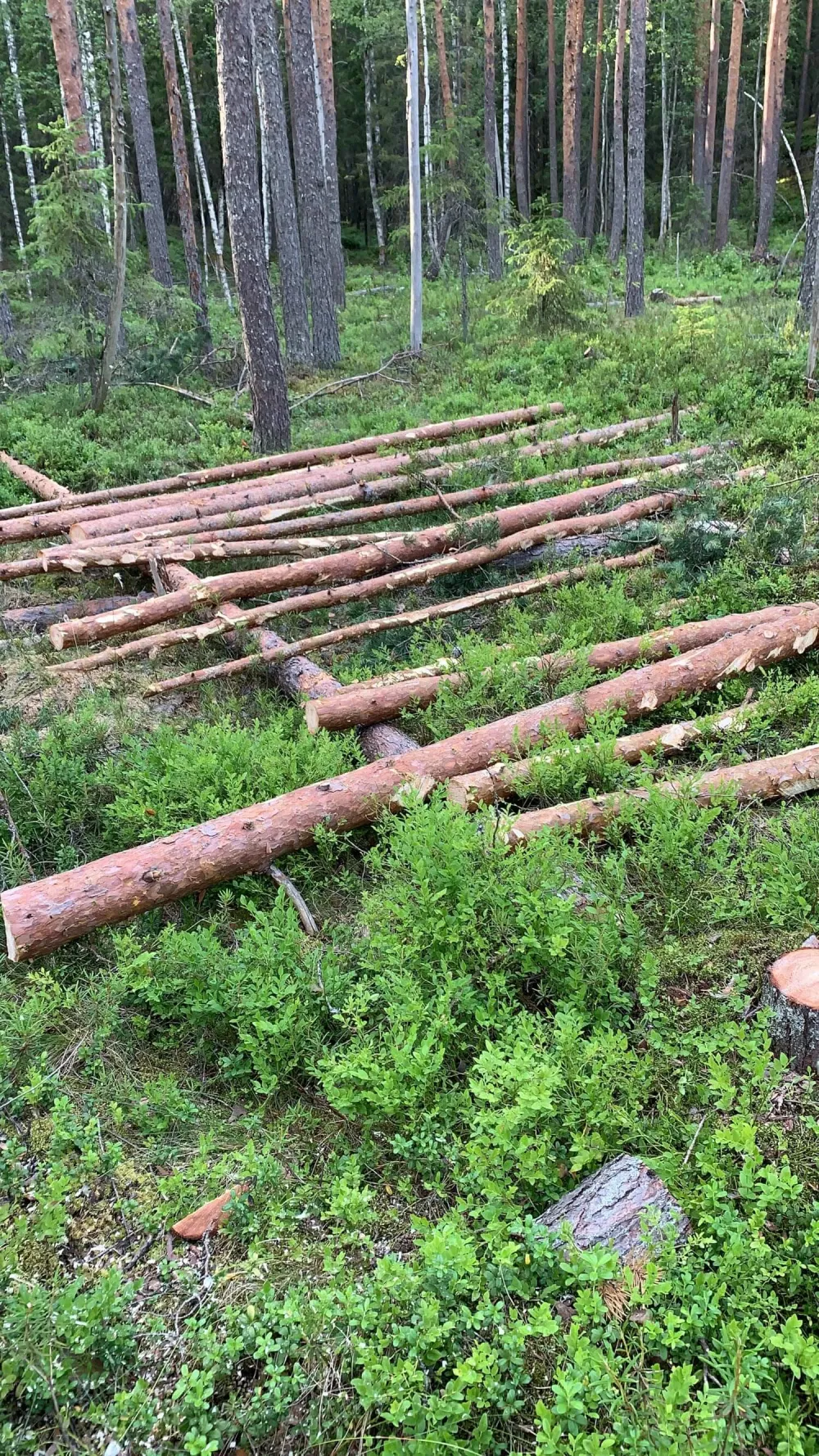 Lahopuun lisääminen