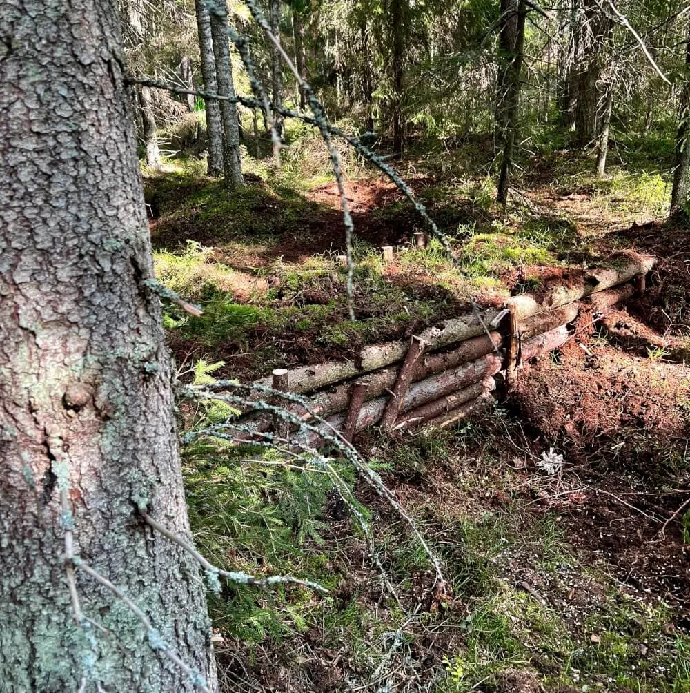 Suon ennallistaminen