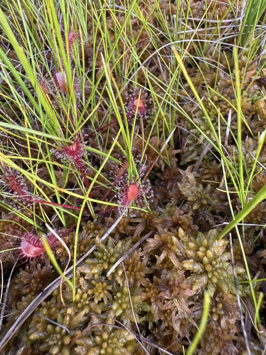 Kihokkeja Hartolan Isosuolla