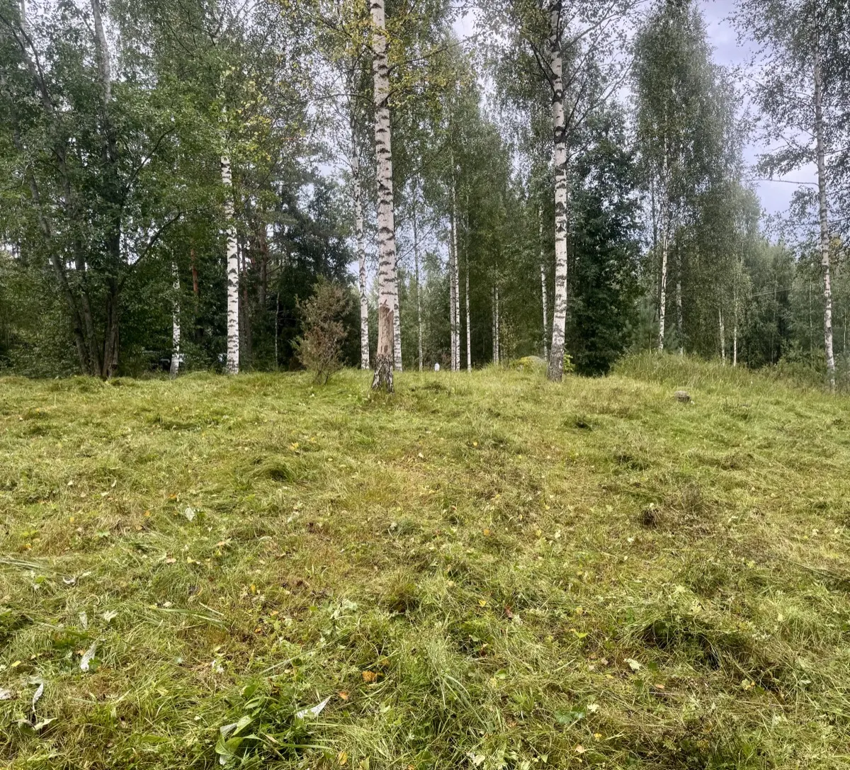 Niitetty hakamaa ja koivuja Honkaniemen perinnebiotoopilla Ylöjärvellä