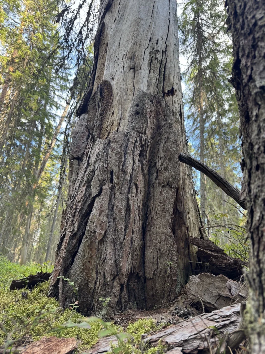 Keloutunut puunrunko metsässä